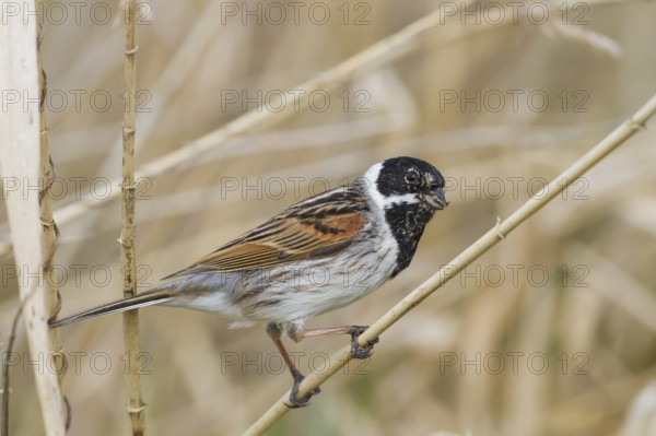 Reed Bunting - Rohrammer - Emberiza schoeniclus ssp. schoeniclus, Germany, adult male