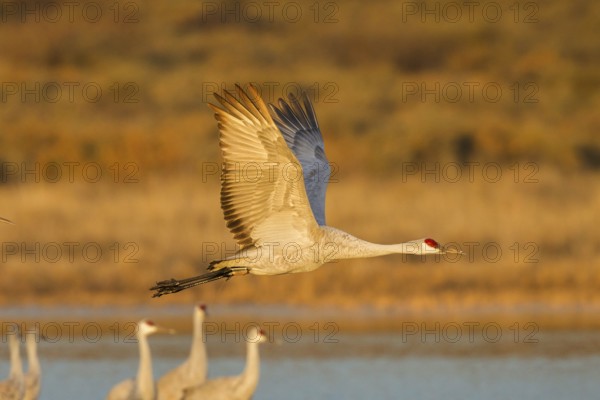 Sandhill Crane Grus canadensis tabida Bosque del Apache National Wildlife Refuge, New Mexico, United States 16 December Adult with radio transmitter on leg flying at dawn. Gruidae