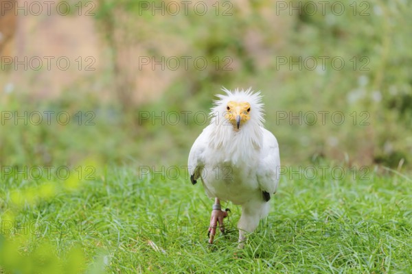 A Egyptian vulture (Neophron percnopterus) stands in green grass close to a carcass after feeding on it. Iberian Peninsula, North Africa, West Asia and India