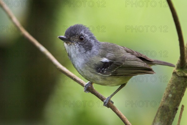 Plain Antvireo (Dysithamnus mentalis) perched on a branch in the Atlantic rainforest of southeast Brazil