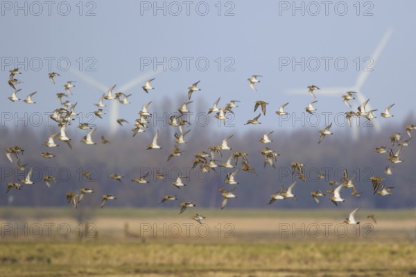 European Golden Plover (Pluvialis apricaria) flock flying, Netherlands