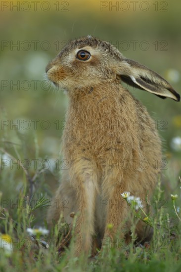 European brown hare (Lepus europaeus) juvenile baby leveret animal in grassland amongst summer flowers, England, United Kingdom