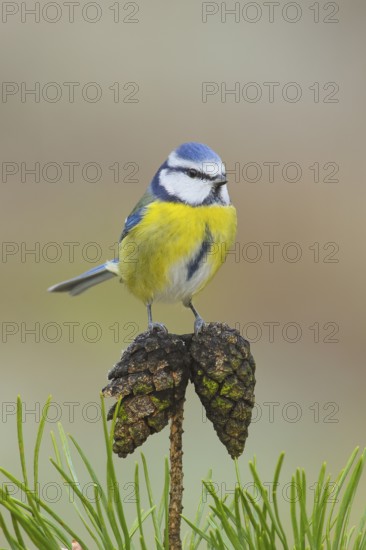Blue tit (Parus caeruleus), sitting on a Scots pine (Pinus sylvestris) cone, Wildlife, Animals, Birds, Siegerland, North Rhine-Westphalia, Germany