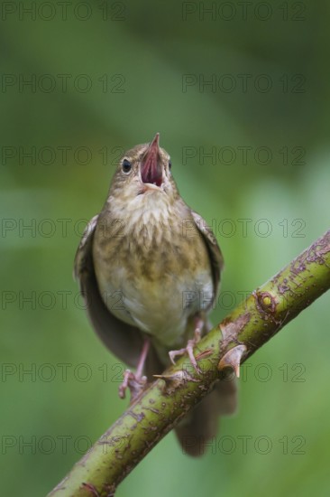 River Warbler (Locustella fluviatilis) singing, Hungary