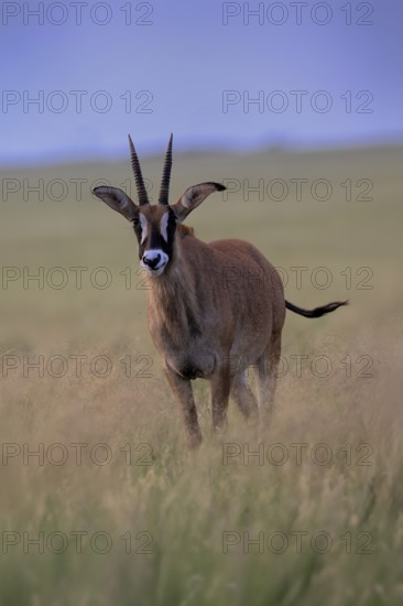 Roan antelope (Hippotragus equinus), adult, alert, Mokala National Park, Northern Cape, South Africa
