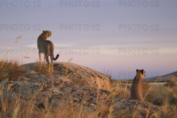 Cheetah (Acinonyx jubatus) two females standing on a rock in twilight, Castile-La Mancha, Spain