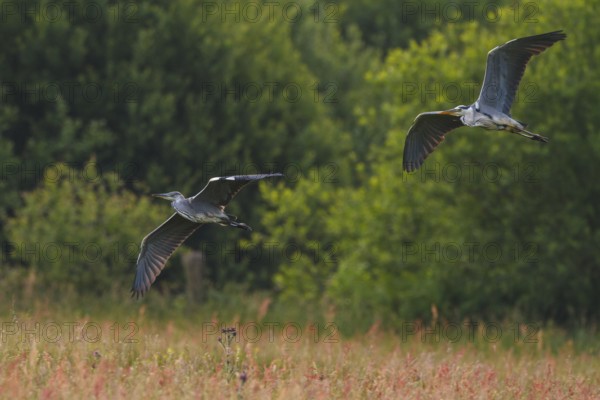 Grey Heron (Ardea cinerea) flying, North Rhine-Westphalia, Germany