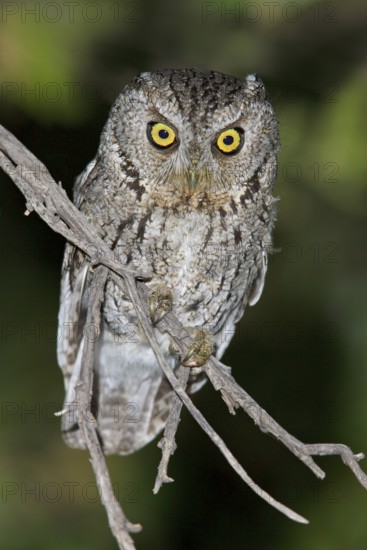 Whiskered Screech Owl (Megascops trichopsis) perched on a branch in southern Arizona, USA