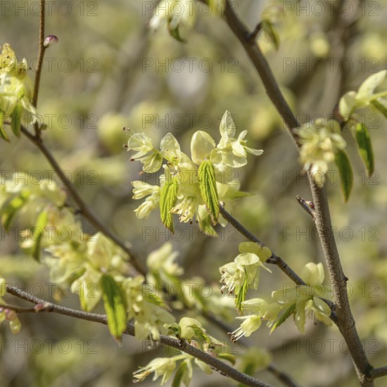Common hazel (Corylopsis pauciflora)