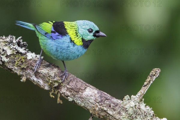 Green-headed Tanager (Tangara seledon) perched on a branch in the Atlantic rainforest of southeast Brazil