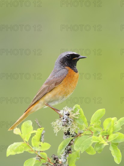 Common redstart (Phoenicurus phoenicurus), male on perch, songbird, wildlife, nature photography, Neunkirchen im Siegerland, North Rhine-Westphalia, Germany