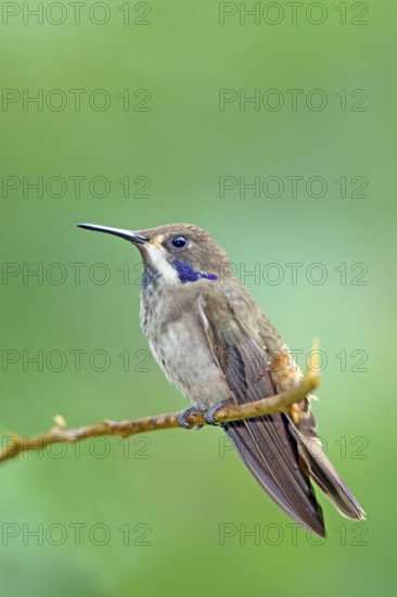 Brown Violet-ear Colibri delphinae San Jose, Costa Rica 7 November Adult Trochilidae