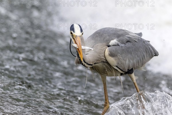 A grey heron skillfully catches a fish in a swiftly flowing river, showcasing its hunting prowess. The bird's sharp focus and elegant stance are captured mid-action