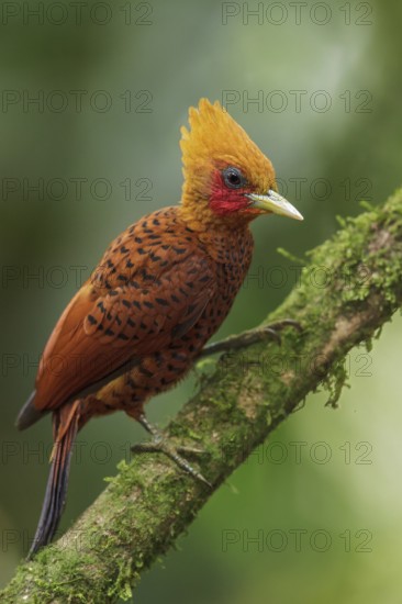 Chestnut-colored Woodpecker (Celeus castaneus) perched on a branch in Costa Rica