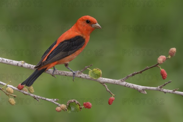 Scarlet Tanager (Piranga olivacea) male perched on a branch with red berries, Texas, USA