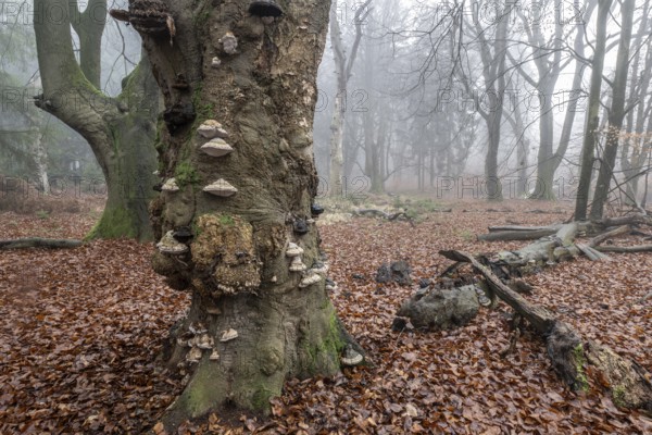 Old beech forest (Fagus sylvatica) in the fog, Emsland, Lower Saxony, Germany