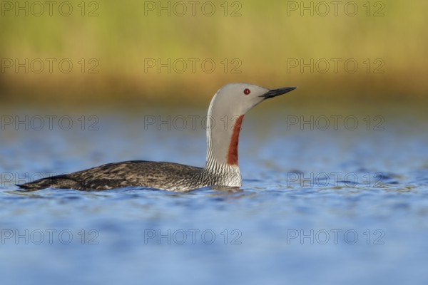 Red-throated Loon (Gavia stellata) in a pond near Nome, Alaska