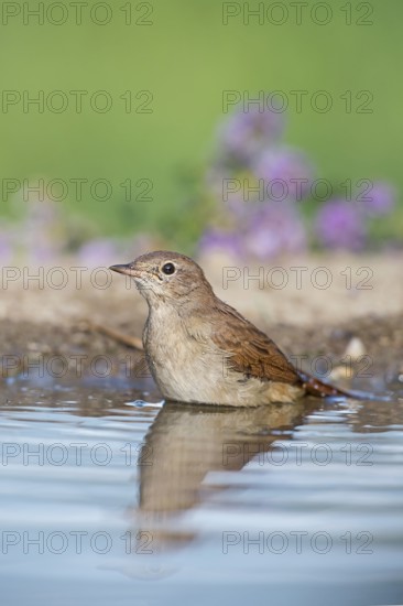 Common Nightingale (Luscinia megarhynchos) standing in water, Aosta Valley, Italy