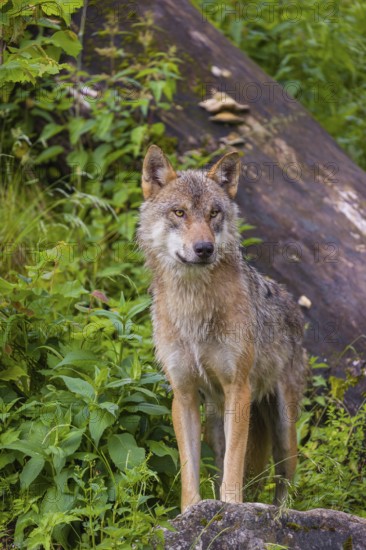 A eurasian gray wolf (Canis lupus lupus) stands on a hill between rocks and logs, watching something