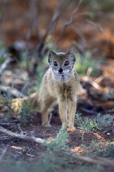 Fox mongoose (Cynictis penicillata), adult, alert, foraging, Mokala National Park, Northern Cape, South Africa