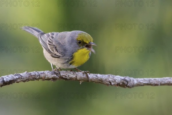 Olive-capped Warbler (Dendroica pityophila) perched on a branch in Cuba