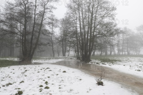 Black alder (Alnus glutinosa) in a misty floodplain landscape, Emsland, Lower Saxony, Germany