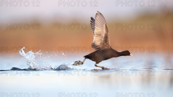 A European coot gracefully glides on the shimmering waters of Puebla de BeleÃ±a, Spain, captured in stunning detail against a warm, blurred background of gentle hues