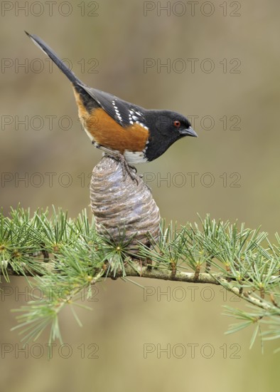 Spotted Towhee (Pipilo maculatus), British Columbia, Canada