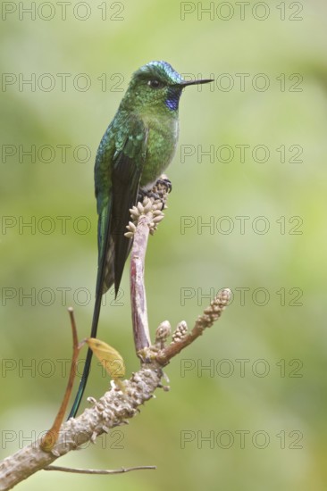 Long-tailed Sylph (Aglaiocercus kingii), Abra Patricia Protected Area, Peru