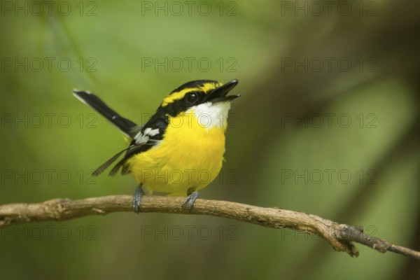 Yellow-breasted Boatbill (Machaerirhynchus flaviventer secundus) male singing, Queensland, Australia