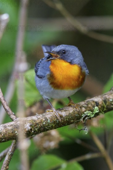 Flame-throated Warbler (Parula gutturalis) perched on a branch in Costa Rica