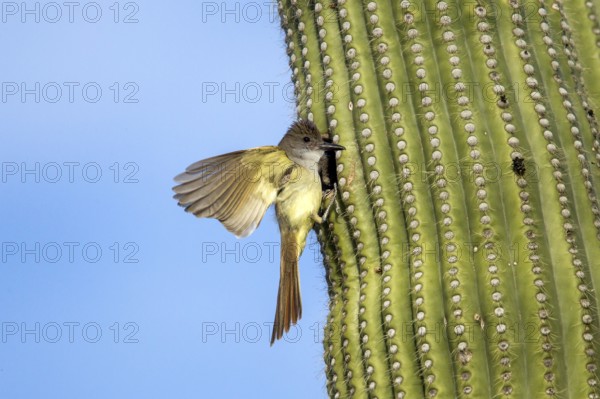 Brown-crested Flycatcher Myiarchus tyrannulus Tucson, Pima County, Arizona, United States 4 June Adult at Saguaro nest hole. Tyrannidae
