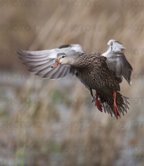 Mottled Duck (Anas fulvigula) female flying, Florida, USA