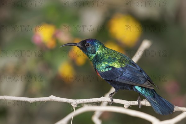 Shining Sunbird (Cinnyris habessinicus) male, Oman