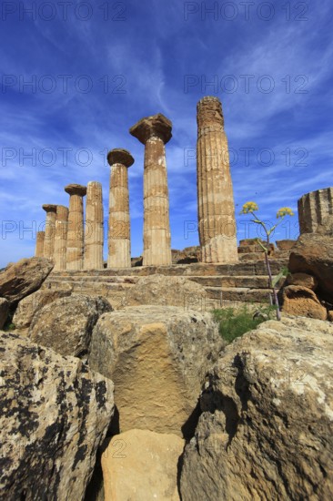 In the Parco Valle dei Templi di Agrigento, Unesco World Heritage Site, remains of the ancient city of Akragas in the Valley of the Temples of Agrigento, Tempio di Ercole, the columns of the Temple of Heracles, Sicily, Italy