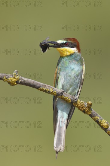 European ground squirrel (Spermophilus citellus) eating barley ear, front view, Lake Neusiedl National Park, Burgenland, Austria