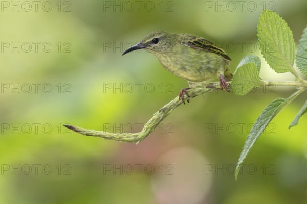 Red-legged Honeycreeper (Cyanerpes cyaneus) female, Costa Rica