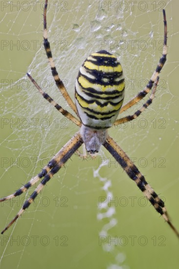 Wasp Spider, Argiope bruennichi, Wasp Spider, Lower Saxony, Germany