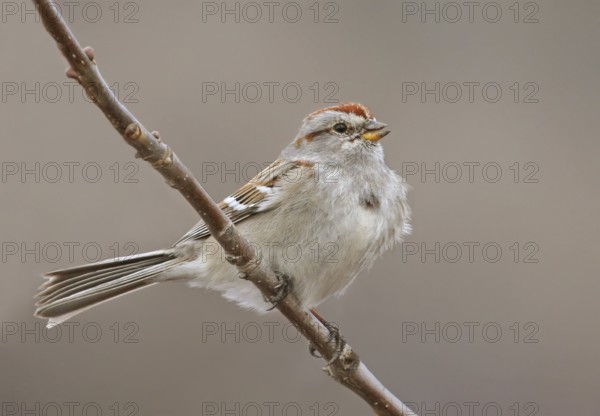 American Tree Sparrow (Spizelloides arborea), Saskatchewan, Canada
