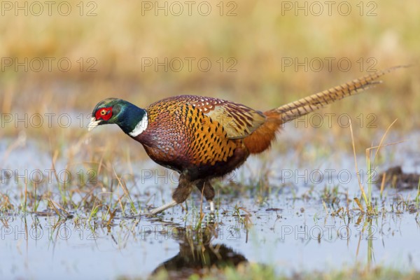 Pheasant, cock, male, (Phasianus colchicus), animals, birds, chicken family, centrapole, Kutno, Lodz, Poland