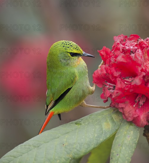 Fire-tailed Myzornis (Myzornis pyrrhoura) feeding on Rhododendron flower nectar, Darjeeling, India