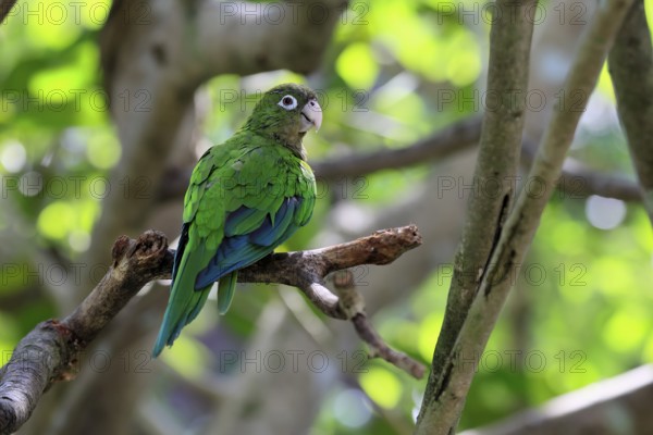 Cactus parakeet (Eupsittula cactorum), adult, on tree, alert, Brazil, South America