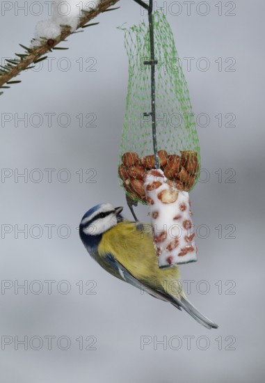 Eurasian Blue Tit (Cyanistes caeruleus), Mecklenburg-Western Pomerania, Germany