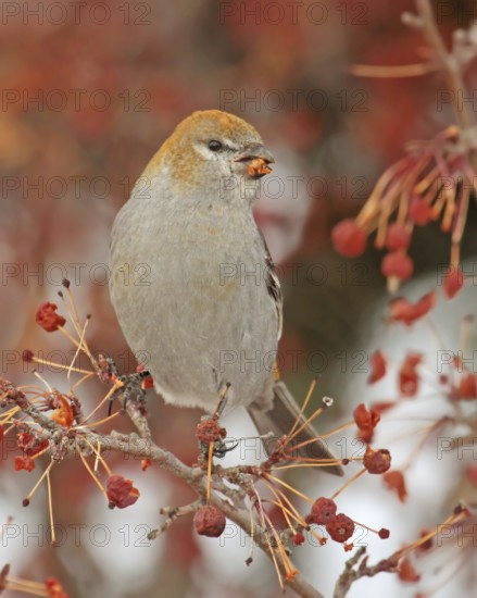Pine Grosbeak (Pinicola enucleator), Saskatchewan, Canada