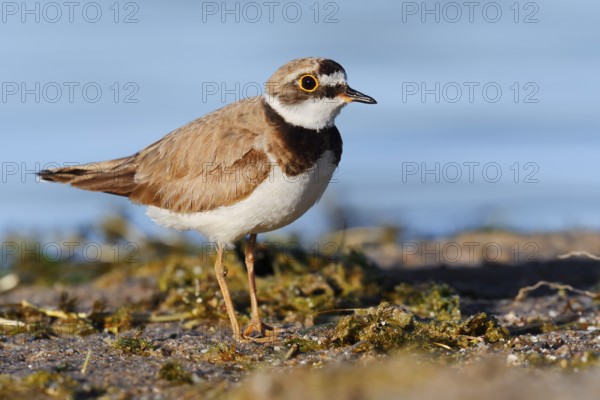 Little Ringed Plover (Charadrius dubius), North Rhine-Westphalia, Germany