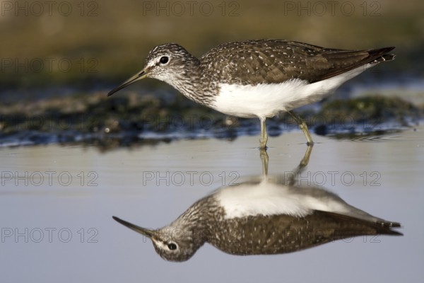 Green Sandpiper (Tringa ochropus), Castile-La Mancha, Spain