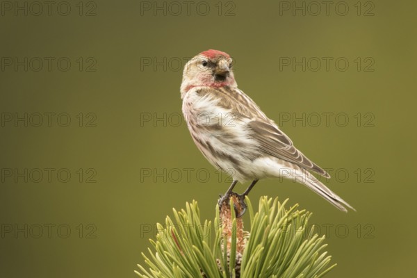 Common Redpoll (Acanthis flammea) male, Bavaria, Germany