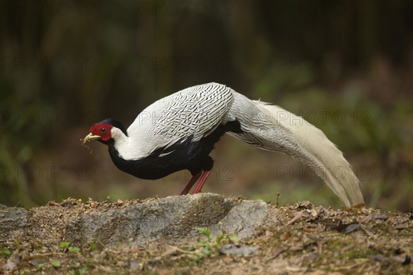 Silver Pheasant (Lophura nycthemera) male perched on the ground, Fujian, China