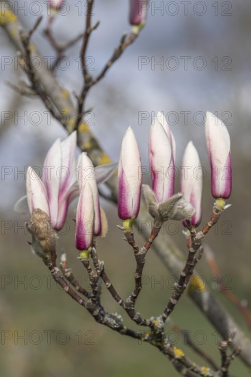 Magnolia (Magnolia zenii), Bavarian State Institute for Wildlife, Germany