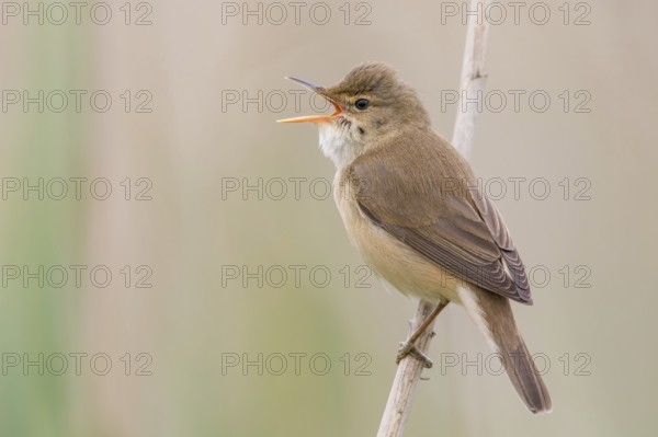 Eurasian Reed Warbler (Acrocephalus scirpaceus) singing in reeds, Poland